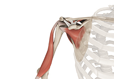 Shoulder Anatomy